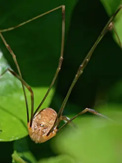 Alien Species Prints: Canestrini's harvestman (Opilio canestrinii) sunning on Ivy (Hedera helix) leaves in a garden