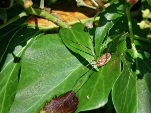Alien Species Prints: Canestrini's harvestman (Opilio canestrinii) sunning on Ivy (Hedera helix) leaves in a garden