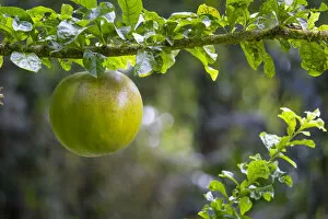 Phil Savoie Collection: Canon ball tree fruit (Couroupita guianensis) Costa Rica