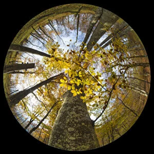 Images Dated 30th October 2015: Canopy of a Beech woodland (Fagus sylvatica) in autumn through a circular fisheye lens