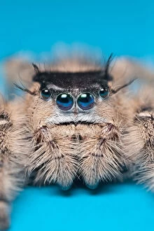 Animal Portrait Gallery: Canopy jumping spider (Phidippus otiosus) female orginating from North America. Captive