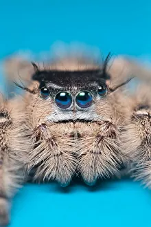 Symmetry Prints: Canopy jumping spider (Phidippus otiosus) female orginating from North America. Captive