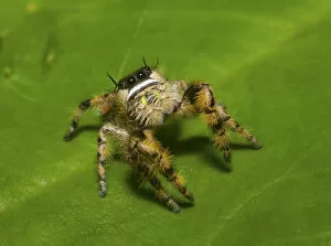 2020 May Highlights Collection: Canopy jumping spider (Phidippus otiosus) male, North Florida, USA, September