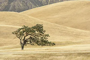 Canyon live oak (Quercus chrysolepis) Diablo Range, California, USA, June