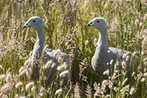 Cape Barren goose (Cereopsis novaehollandiae) in grass, Phillip Island Nature Park