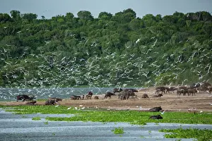 Sterninae Prints: Cape buffalo (Syncerus caffer caffer)