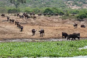 Buffalo Prints: Cape buffalo (Syncerus caffer caffer) herd walking towards water channel to drink