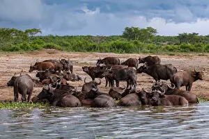 Wallowing Prints: Cape buffalo (Syncerus caffer caffer) herd wallowing in river and resting on riverbank