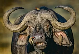 Cape buffalo (Syncerus caffer caffer) portrait, Red-billed oxpeckers (Buphagus erythrorhynchus)