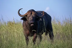 Cape buffalo (Syncerus caffer caffer) portrait, Murchison Falls National Park, Uganda