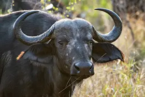 Bovidae Prints: Cape buffalo (Syncerus caffer caffer) portrait