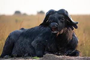Buffalo Prints: Cape buffalo (Syncerus caffer caffer) resting on ground, calling, Uganda
