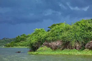 Buffalo Prints: Cape buffalo (Syncerus caffer caffer) standing in river close to riverbank under a stormy sky