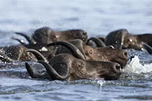 Cape buffalo (Syncerus caffer) crossing the Chobe River, followed by swarm of flies