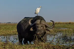 Buff Backed Heron Prints: Cape buffalo (Syncerus caffer) feeding on grass with Western cattle egret (Bubulcus ibis) perched on its head