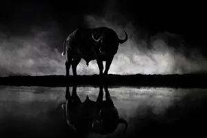 Reflection Prints: Cape buffalo (Syncerus caffer) standing next to waterhole at night