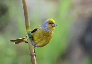 Carduelinae Prints: Cape canary (Serinus canicollis) male