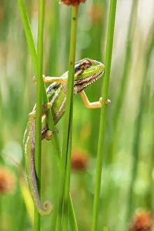 Chamaeleonidae Prints: Cape dwarf chameleon (Bradypodion pumilum) climbing between plant stems