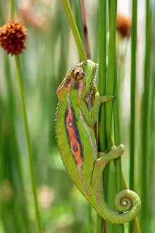 Chamaeleonidae Prints: Cape dwarf chameleon (Bradypodion pumilum) resting on a plant stem