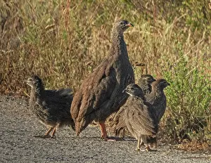 Cape francolin (Pternistis capensis) female, standing guard on track, surrounded by chicks, West Coast National Park, Langebaan, Cape Province, South Africa. November