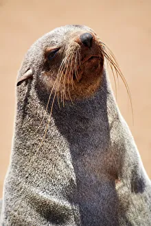 May 2023 Highlights Prints: Cape fur seal (Arctocephalus pusillus) female hauled out on a beach