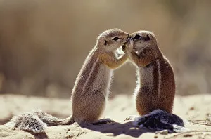 Cape ground squirrel kissing {Xerus inauris} Kgalagadi TP, South Africa