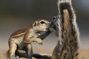 2010 Highlights Gallery: Two Cape Ground squirrels (Xerus inauris) greeting, Kgalagadi Transfrontier Park