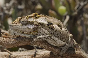 Cape / Namaqua Dwarf Chameleon (Bradypodion pumilum) camoflagued on branch. Noup