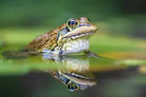 Cape Floristic Region Prints: Cape River frog (Amietia fuscigula) resting in shallow water