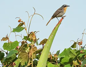 Succulents Prints: Cape robin-chat (Dessonornis caffer) male