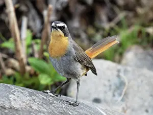 Botanical Garden Prints: Cape robin-chat (Dessonornis caffer) perched on a boulder displaying