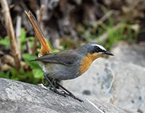Botanical Garden Prints: Cape robin-chat (Dessonornis caffer) perched on a boulder displaying