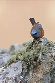 Chat Thrush Prints: Cape rock thrush (Monticola rupestris) male