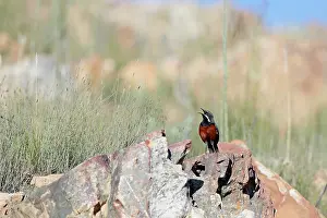 Cape Floristic Region Prints: Cape rockjumper (Chaetops frenatus) perched on rocks