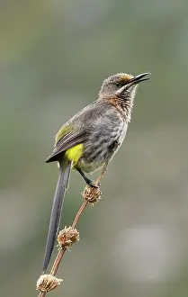 Singing Prints: Cape sugarbird (Promerops cafer) male