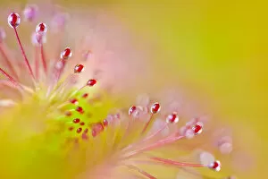 Green Gallery: Cape sundew (Drosera capensis) close-up of sticky droplets on leaf hairs that trap