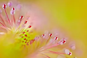 Part Of Prints: Cape sundew (Drosera capensis) close-up of sticky droplets on leaf hairs that trap