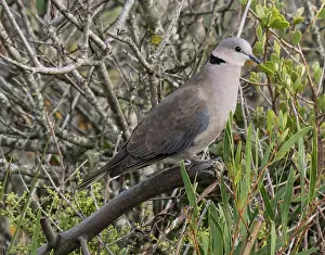 Pigeon Prints: Cape turtle dove (Streptopelia capicola) perched on a branch in a bush