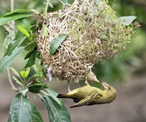 Parental Prints: Cape weaver (Ploceus capensis) female