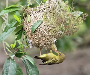Parental Prints: Cape weaver (Ploceus capensis) female