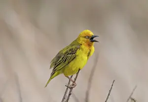 Vocalisation Prints: Cape weaver (Ploceus capensis) male
