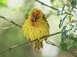 Southern Africa Prints: Cape weaver (Ploceus capensis) male