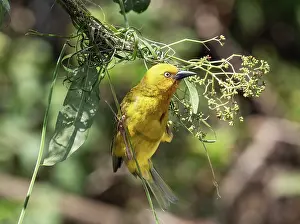 Southern Africa Prints: Cape weaver (Ploceus capensis) male
