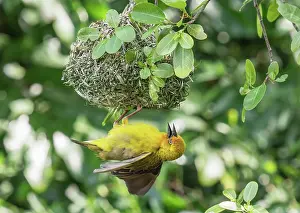 Calling Prints: Cape weaver (Ploceus capensis) male