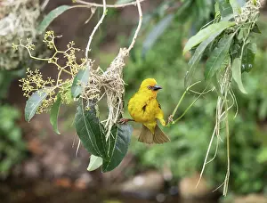 South Africa Prints: Cape weaver (Ploceus capensis) male balancing between the two edges of the rudimentary beginnings of its nest
