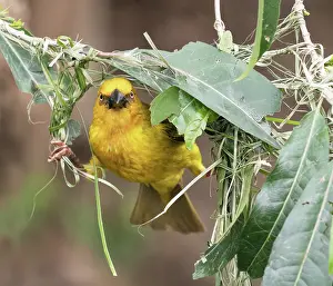 Southern Africa Prints: Cape weaver (Ploceus capensis) male balancing between the two edges of the rudimentary beginnings of its nest