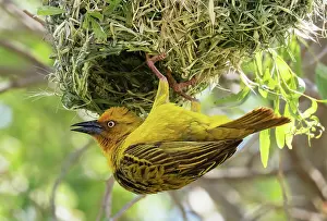 Calling Prints: Cape weaver (Ploceus capensis) male displaying