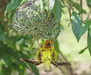 Calling Prints: Cape weaver (Ploceus capensis) male displaying by calling