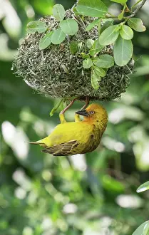 Southern Africa Prints: Cape weaver (Ploceus capensis) male displaying and hanging upside-down from the nest