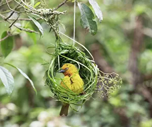 Southern Africa Prints: Cape weaver (Ploceus capensis) male looking out from the early stage of its nest